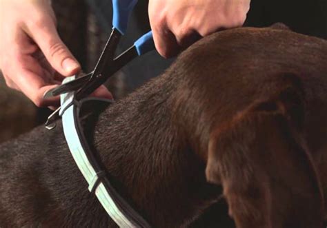 Best Flea Collar For Dogs An Inexpensive Flea And Tick Treatment