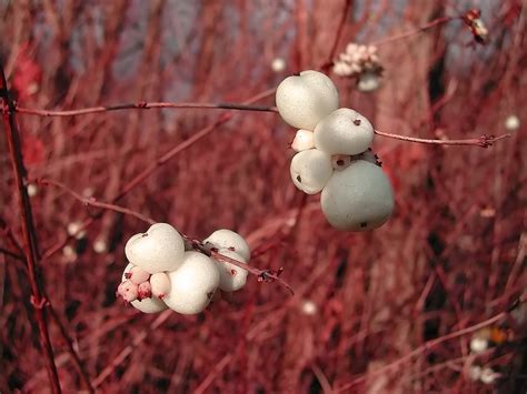 Winter Berries For Birds The National Wildlife Federation Blog