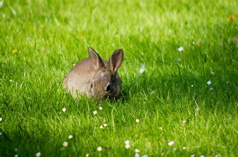 Free Images Nature Grass Field Lawn Meadow Prairie Animal Cute