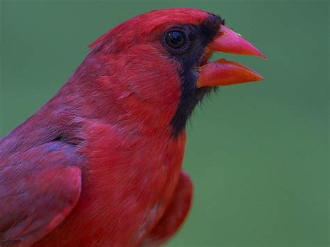 Northern Cardinal Cardinalis Cardinalis Male Pet Birds Animals