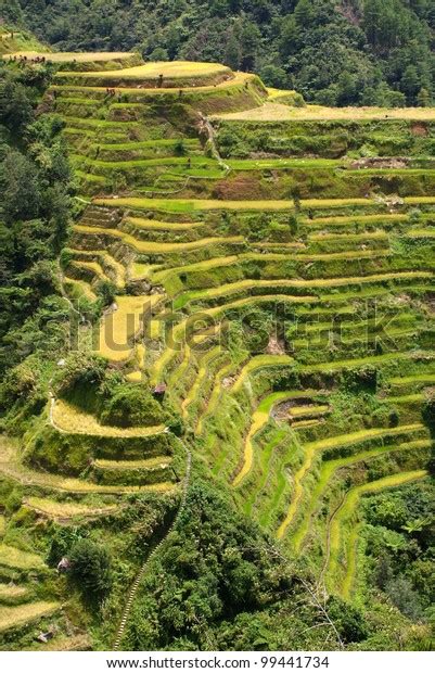 Banaue Rice Terraces Philippine Cordilleras Stock Photo 99441734