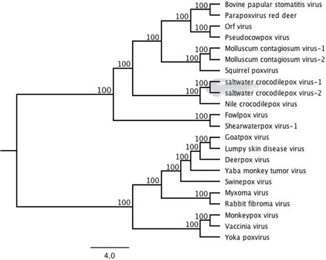 Phylogenetic Tree Among Selected Complete Genome Sequences Of