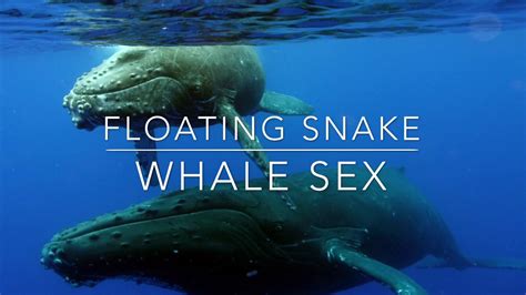 Floating Snake Whale Sex Youtube