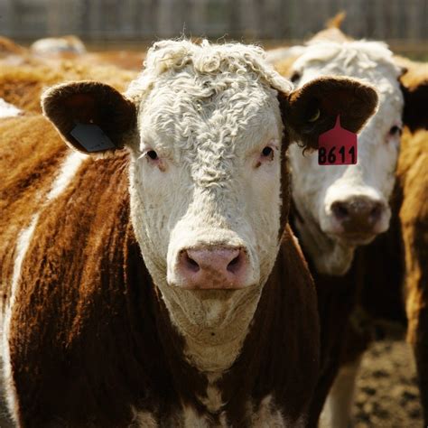 Future For Canadian Cattle Producers Looks Bright Says Cca