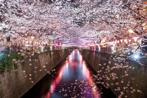 🏵️ Japan Cherry Blossom Sakura Forecast 2023