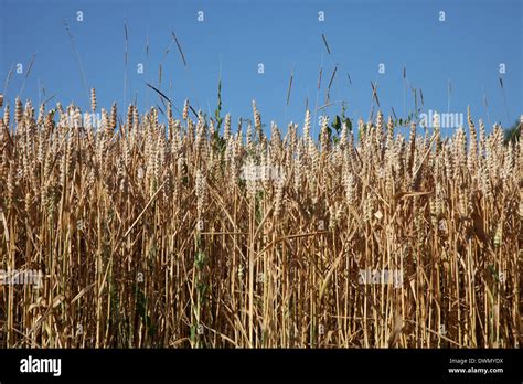 Wheat Growing In Field Stock Photo Alamy