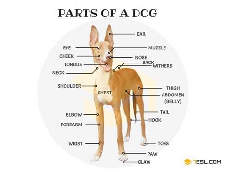 Parts Of A Dog Useful Dog Anatomy With Pictures 7esl
