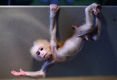 Royal Baby Name Scandal Japanese Zoo Apologizes For Monkey Charlotte