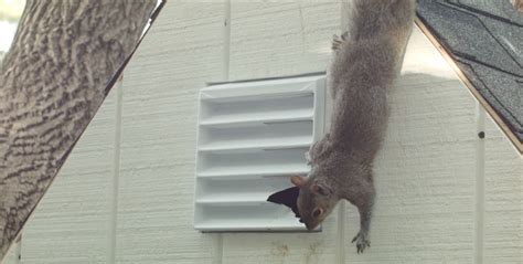 How To Get Squirrels Out Of The Attic Evictor