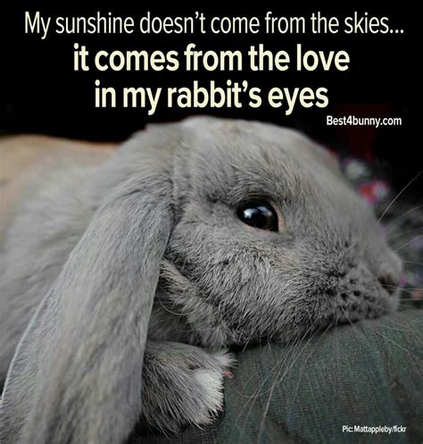 Bunny Quote Bunny Lovers Pet Bunny Rabbit
