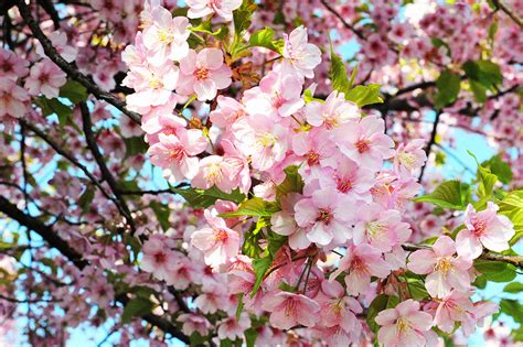 The are no plans for season 4. 8 Beautiful Flowers of the Four Seasons to be Seen in ...