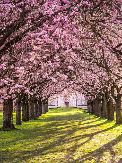 Flowering Cherry Blossom In Park With Tree Alley By Stocksy