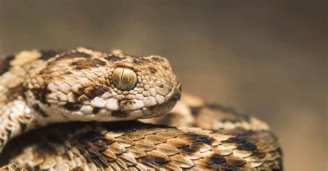 Saw Scaled Viper Bite Why It Has Enough Venom To Kill 6 Humans And How