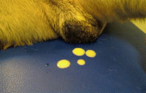 Пиометра гнойное воспаление матки у животных — Ветеринарный Центр