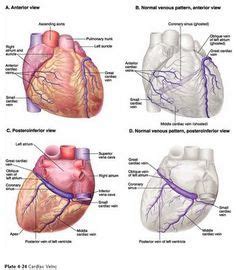 Indicate the pathway of blood leaving the left ventricle of the heart going to the rt little finger and the pathway back to the heart by listing the names of the correct arteries, veins, and the destination heart chamber in the blanks (14). 5 Major Coronary Arteries | Middle Cardiac Vein | Medical ...