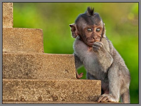 Banco De Imágenes Gratis Fotografías De Changos Monos Simios Y Primates