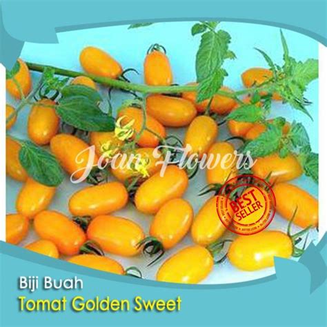 Jual Bibit Tanaman Buah Tomat Mini Berwarna Kuning Golden Sweet Mini