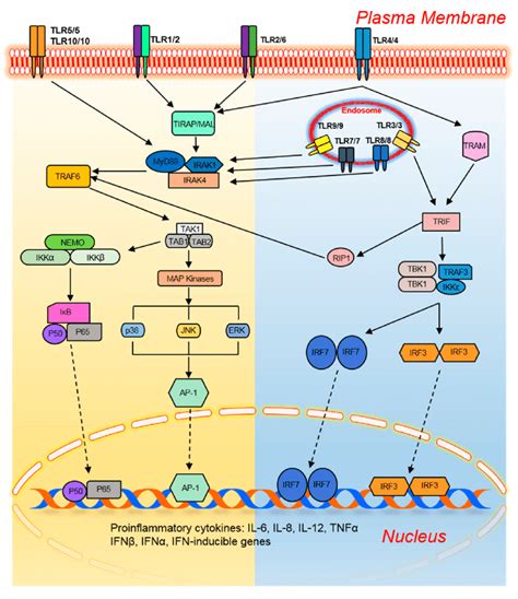 A Generalized Toll Like Receptor Signaling Mechanism Adapted From Download Scientific Diagram