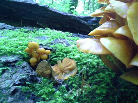 Id Request Orange Mushrooms In Ohio Mushroom Hunting And