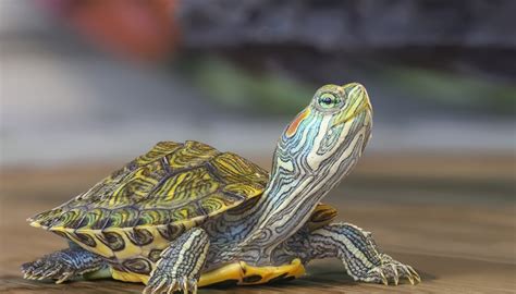 What Animals Eat Turtles Sciencing