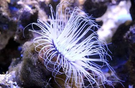 Sea Anemone Description Habitat Image Diet And Interesting Facts