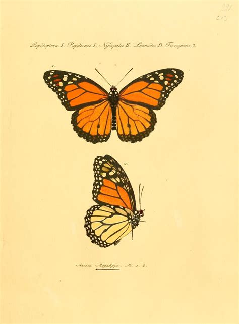 Bd2 1806 Sammlung Exotischer Schmetterlinge Biodiversity