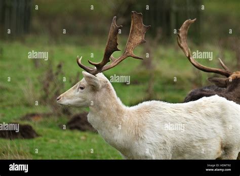 Rare White Fallow Deer Stag In Country Park Stock Photo Alamy