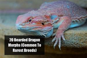 Bearded Dragon Morph Chart