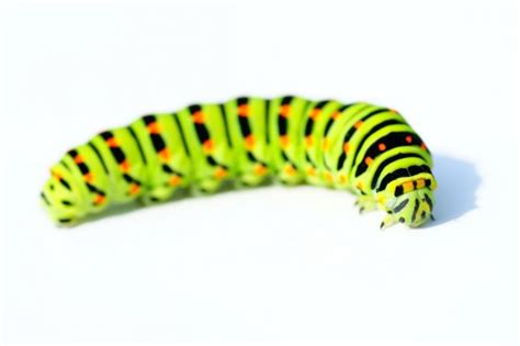 Green Caterpillar Worm Stock Photos Royalty Free Green Caterpillar