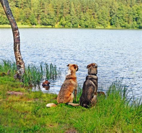 Two Dogs Sit On Bank Of Lake Stock Image Image Of Tree Body 78345559