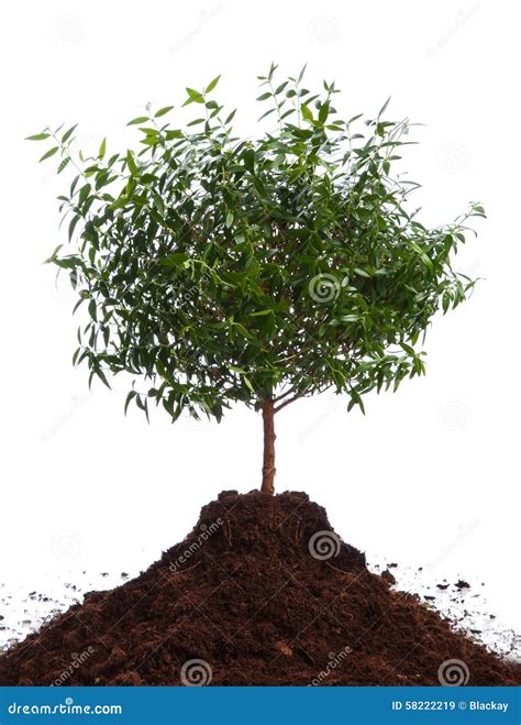 Small Green Tree Stock Image Image Of Dirt Little Environmental