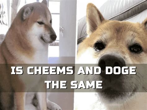 Who Was The Owner Of Cheems Viral Meme Dog Cheems Balltez Dies At 12