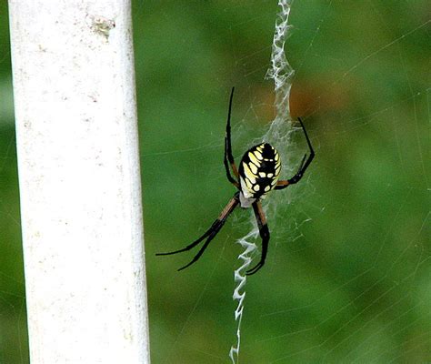 Most people are quick to blame a spider for any unusual bump or mark on their skin, but in the. Strolling through Georgia (and sometimes Alabama): Spider