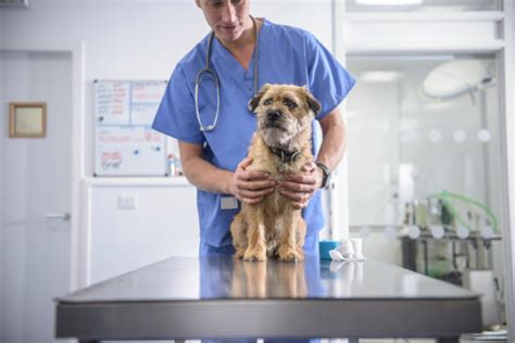 Why not consider impression previously mentioned? Neutering a dog: the pros and cons