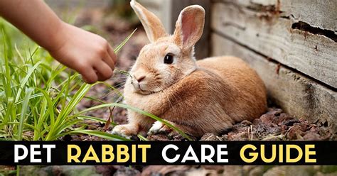 Pet Rabbit Care Guide Enjoy The Pets