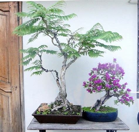 It is grafted but i dont know what it is grafted onto. JACARANDA BONSAI FLORECIDA MITO O VERDAD (con imágenes ...
