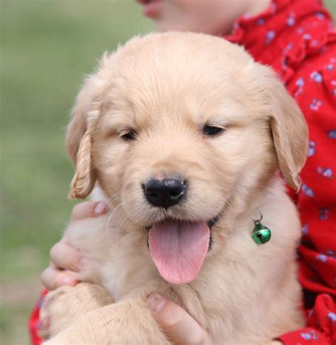 Reserve Your Golden Retriever Puppy From Windy Knoll Golden Retriever