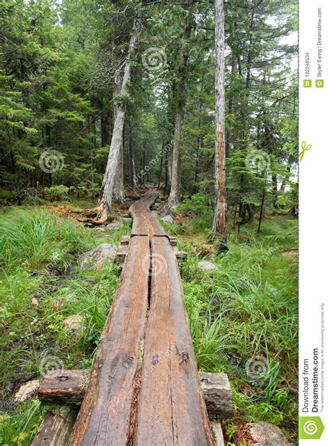 A Walk Through The Woods On A Beautiful Plank Path Stock