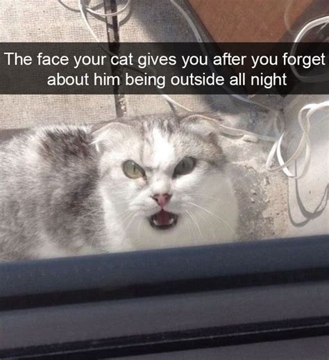128 Hilarious Cat Snapchats That Are Im Paw Sible Not To Laugh At Funny Cat Memes Funny Cat