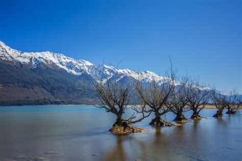 Scenic Landscape Of Famous Willow Trees In Glenorchy New Zealand Stock