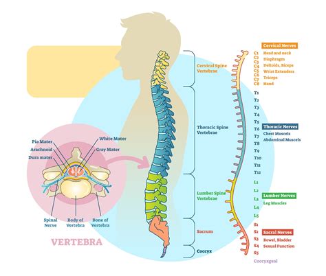 10 dibujo de la columna vertebral con sus partes porn sex picture