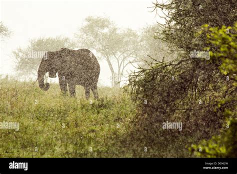 Elephants In A Rain Tarangire National Park Tanzania Africa Stock