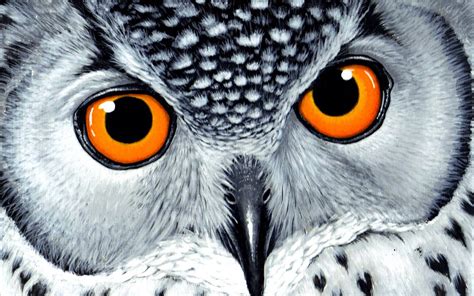 Orangeeyes Owl Wallpaper Photo And Wallpaper All Orangeeyes Owl