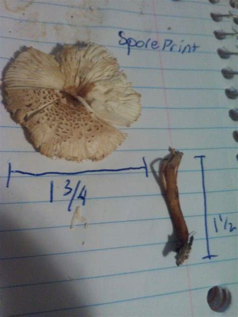 Mid Michigan Mushroom Identification Mushroom Hunting And