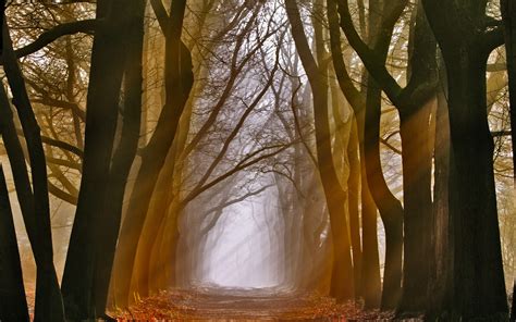 Nature Landscapes Trees Forest Wood Path Trail Sidewalk Leaves Autumn Fall Seasons