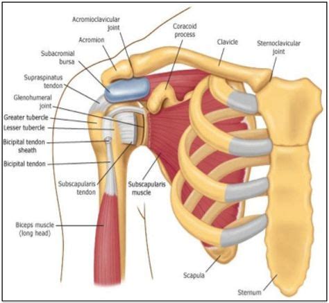 Rotator Cuff Anatomy Is A Group Of Tendons And Muscles In The Shoulder