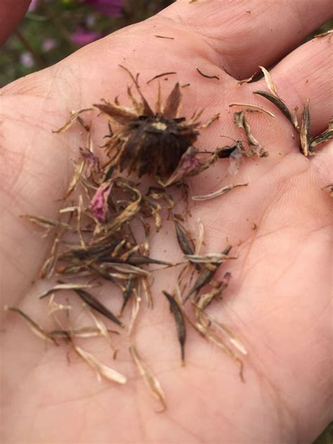 Saving Seeds From Cosmos An Easy To Grow Mainstay Of The Summer Garden