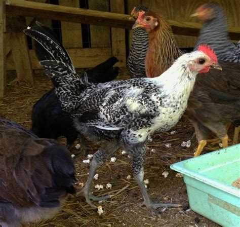 Egyptian Fayoumis Chickens Day Old Chicks Fowl Cackle Hatchery