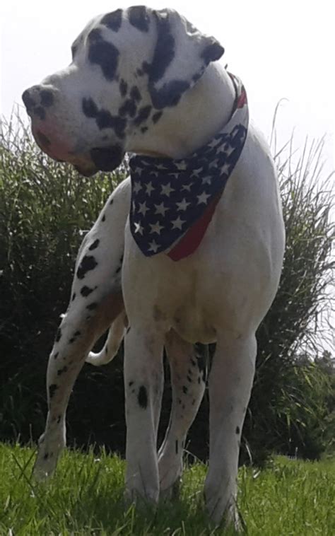 Great dane facts great dane funny great dane dogs i love dogs brindle great dane great dane temperament blue great danes dog show working dogs. Great Dane Puppies For Sale | Baltimore, OH #241317