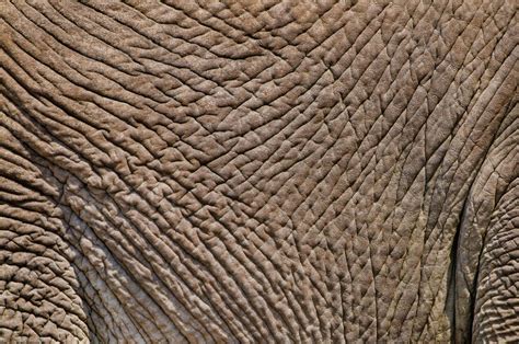 Elephant Skin Loxodonta Africana Etosha National Park Namibia